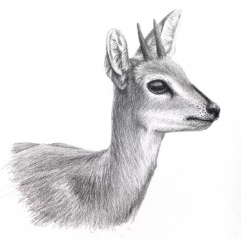 steenbok